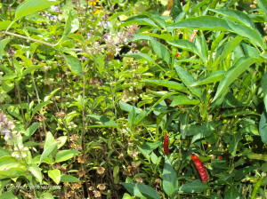 Thai basil and Thai chili plants