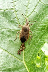 Squash Bugs Garden Girl Cooks   20200727 120534 1 203x300 